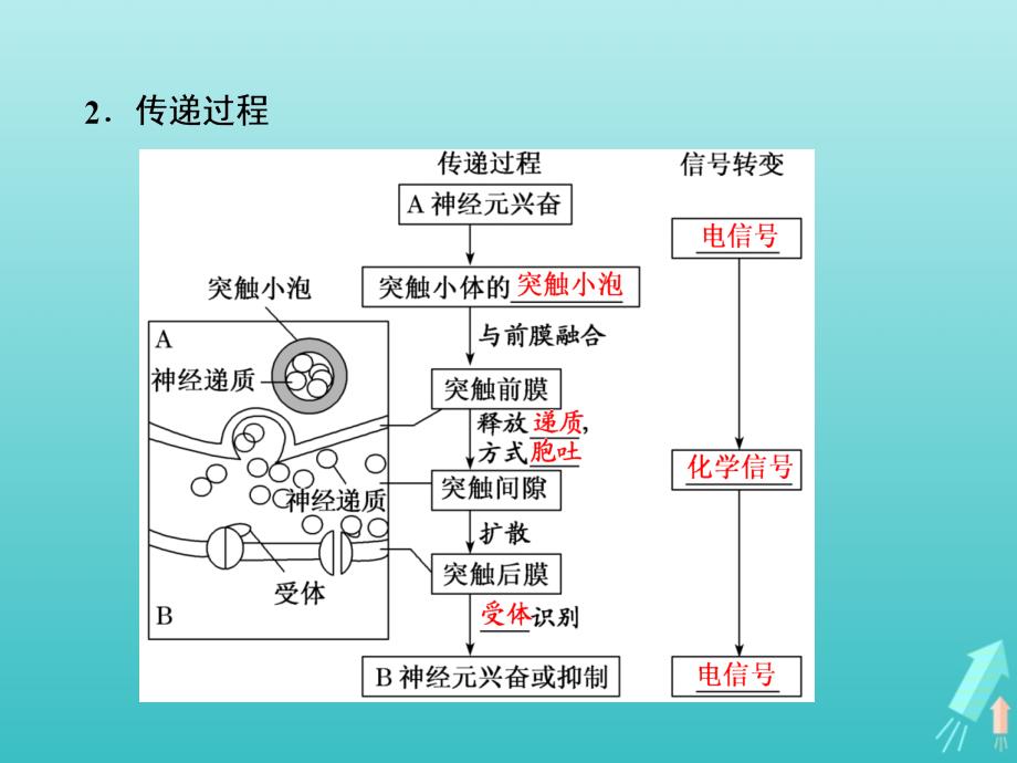 高中生物第2章第1节第2课时通过神经系统的调节二课件新人教必修_第3页