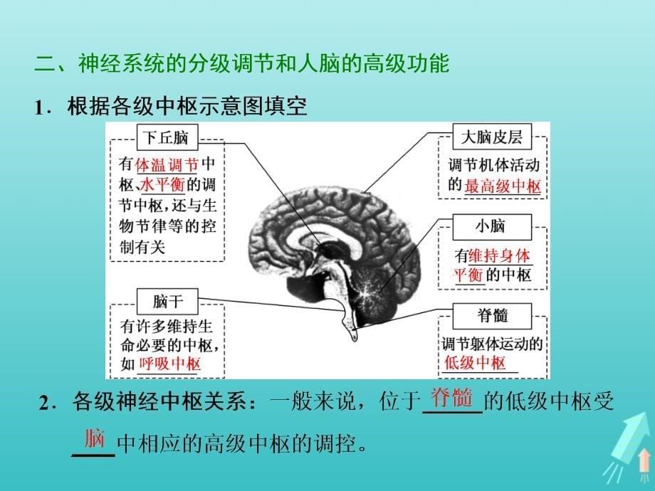 高中生物第2章第1节第2课时通过神经系统的调节二课件新人教必修_第5页