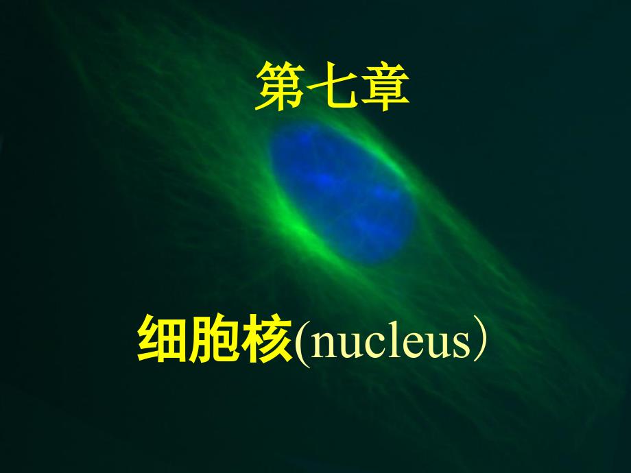 医学细胞生物学细胞核nucleu_第1页