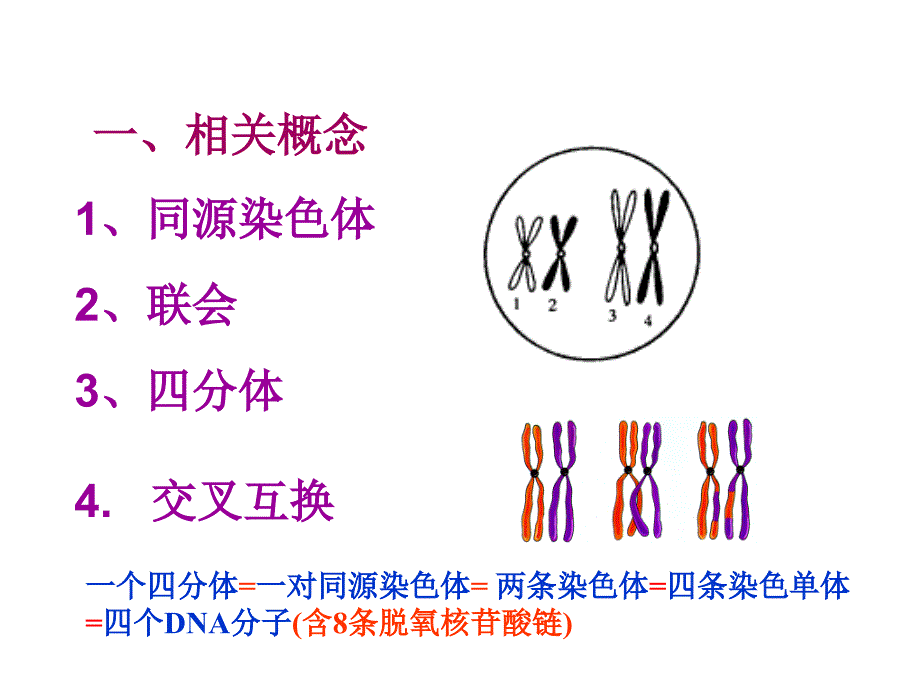 人教版教学课件减数分裂和受精作用2_第2页