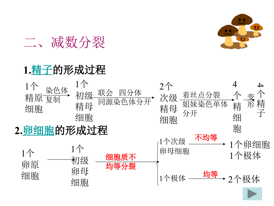 人教版教学课件减数分裂和受精作用2_第3页