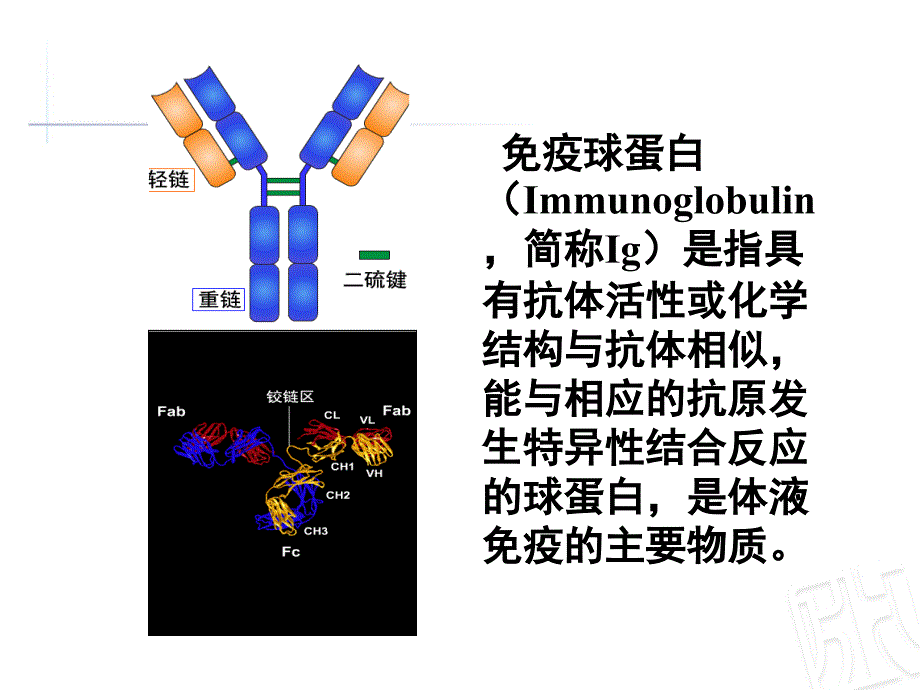 免疫球蛋白与食品PPT课件02_第2页