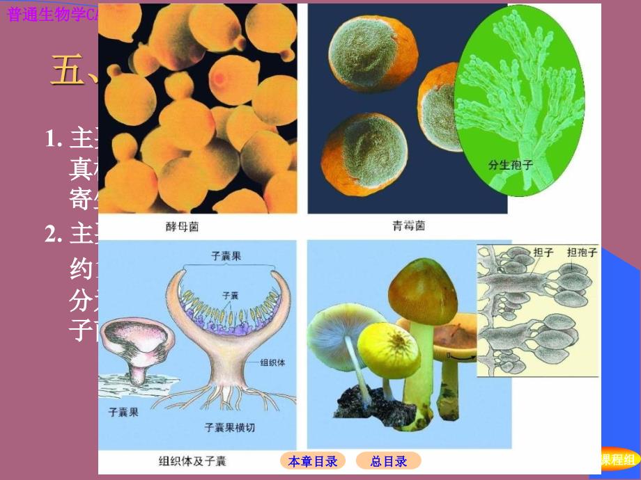 第1章真菌界ppt课件_第1页