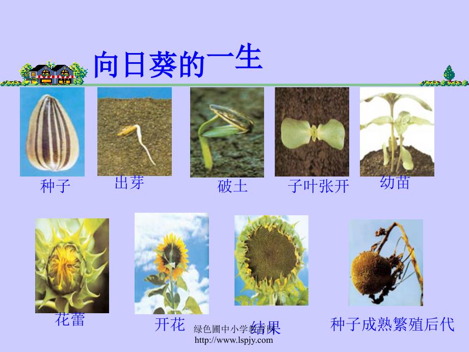 三年级上册科学第一单元植物的共同特点_第4页