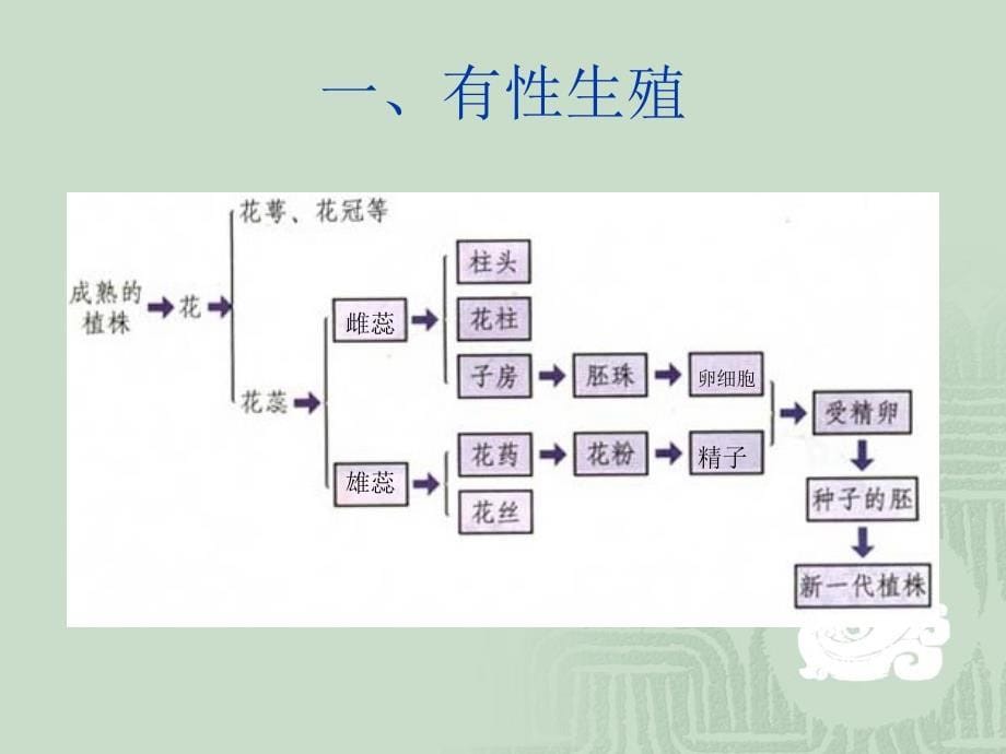 第一节植物的生殖2_第5页