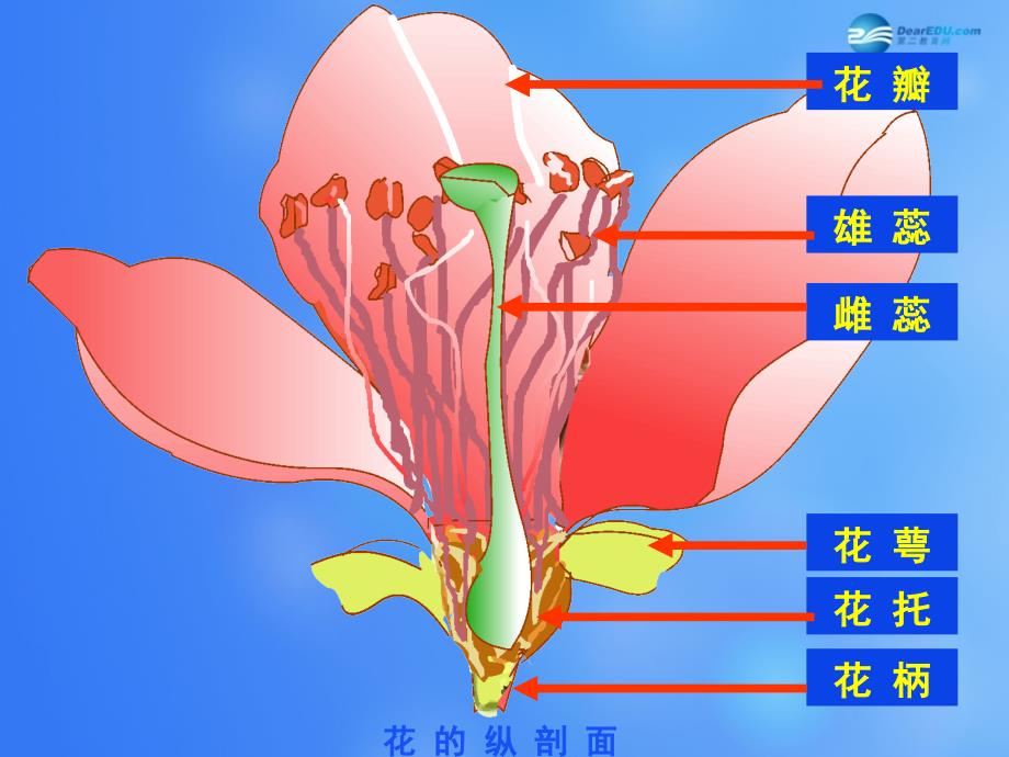 七年级生物上册 第6章 第3节 生殖器官的生长课件1 北师大版_第3页