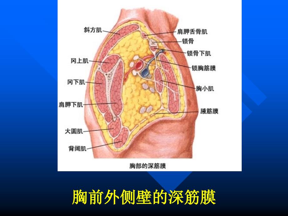 局部解剖学：12-胸部_第3页