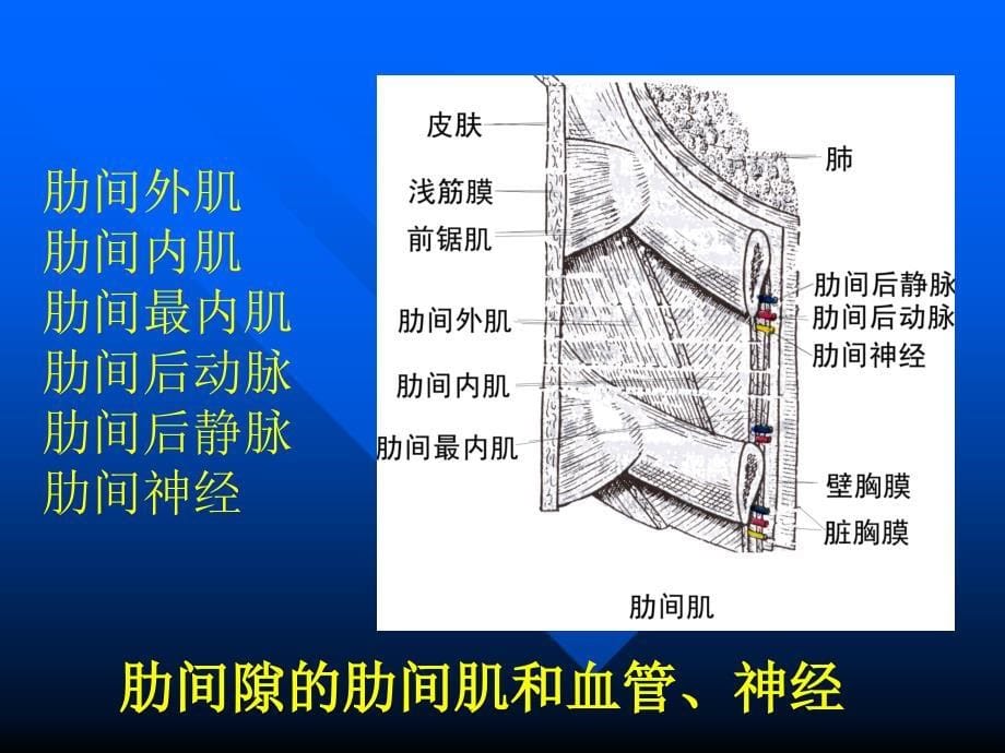 局部解剖学：12-胸部_第5页