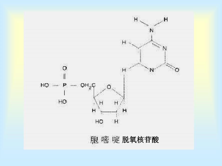 第2节DNA分子的结构PPT课件_第5页