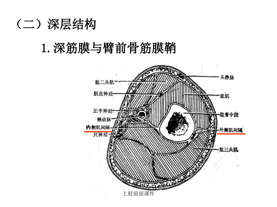 上肢前面课件_第3页