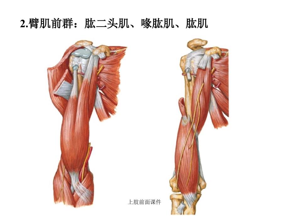 上肢前面课件_第4页