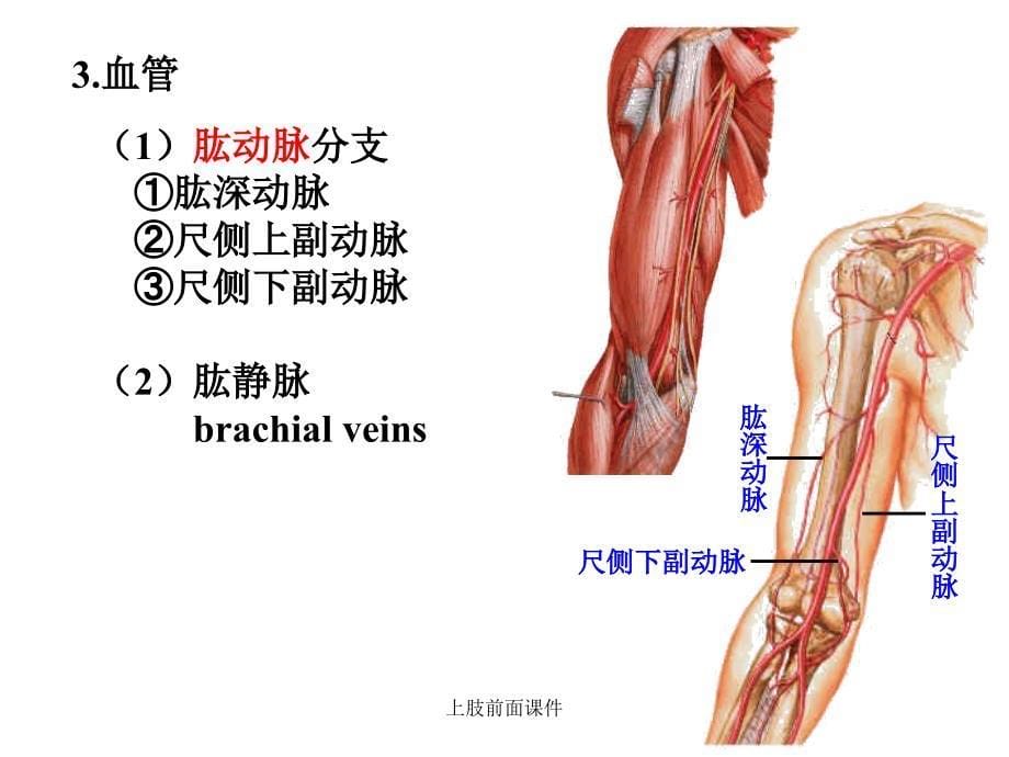 上肢前面课件_第5页