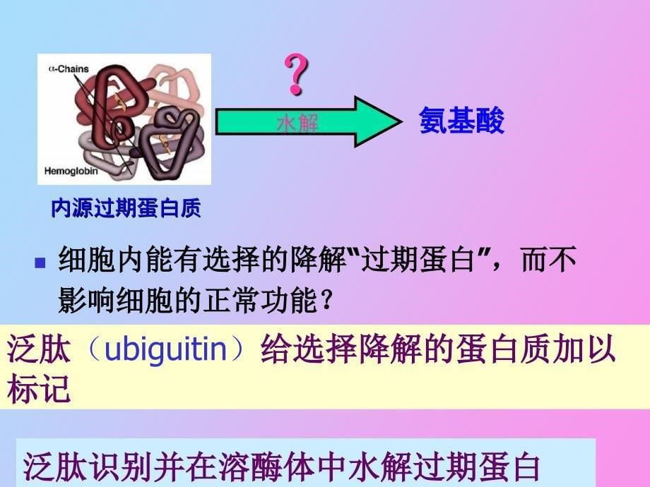 蛋白质的降解与氨基酸的代谢江大食品生化_第5页