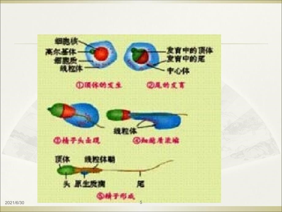 胚胎工程一轮复习课件_第5页