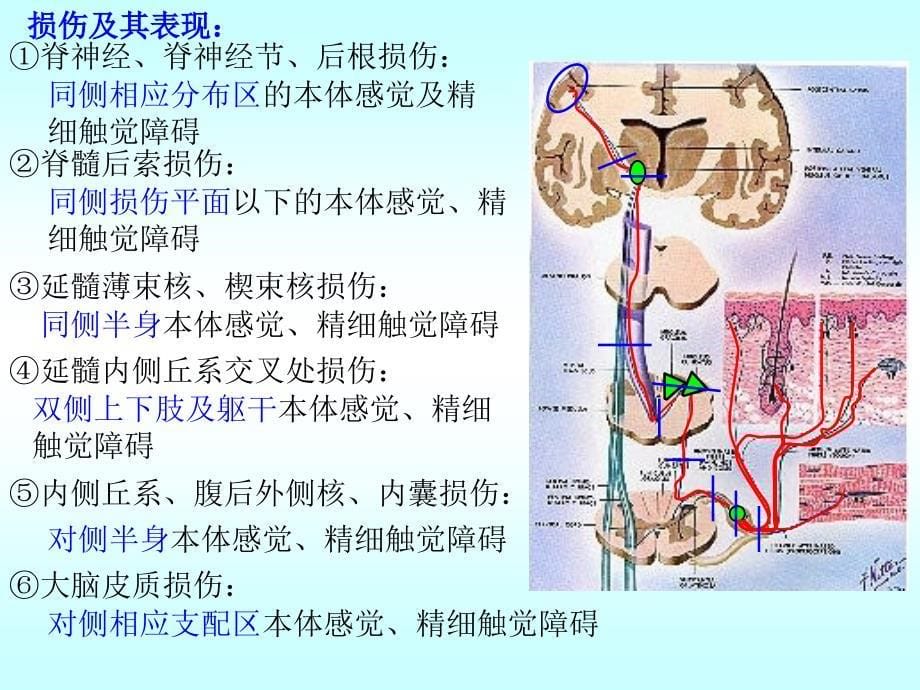 人体解剖学课件：传导路_第5页