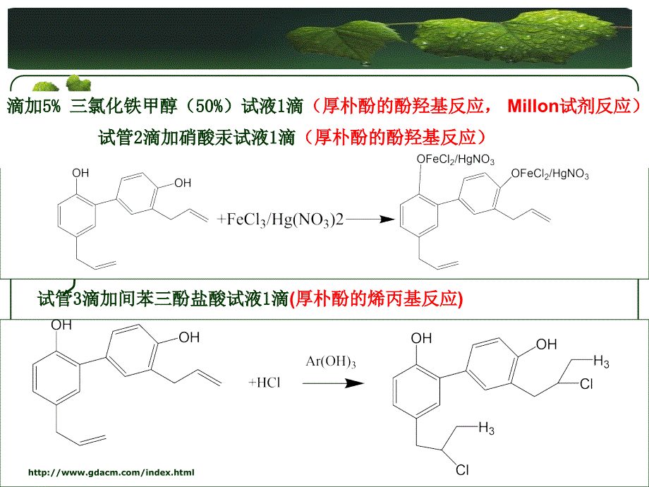 生药学实验课：黄芪甘草黄柏_第1页
