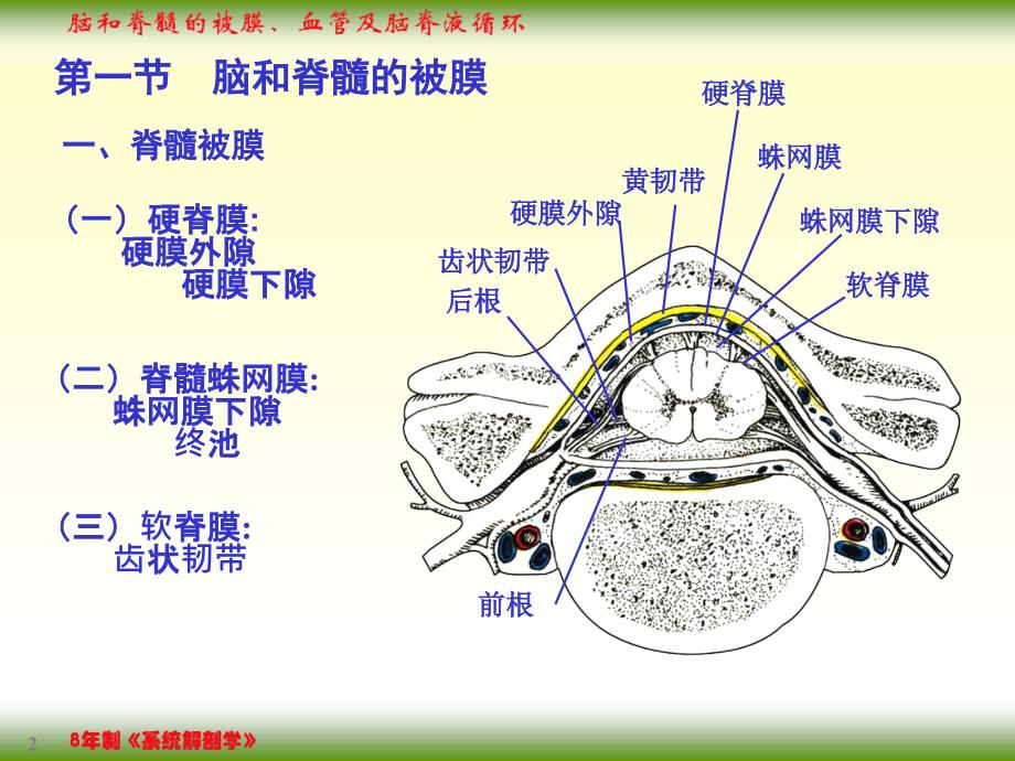 脑和脊髓的被膜、血管及脑脊液循环_第2页