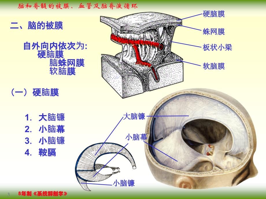 脑和脊髓的被膜、血管及脑脊液循环_第3页