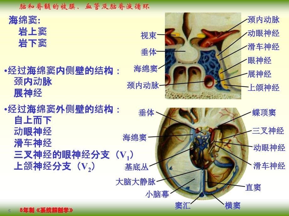 脑和脊髓的被膜、血管及脑脊液循环_第5页