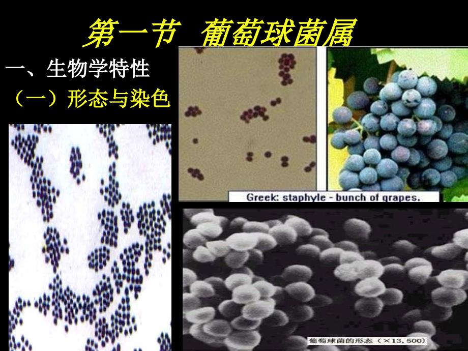 医疗球菌葡、链_第2页