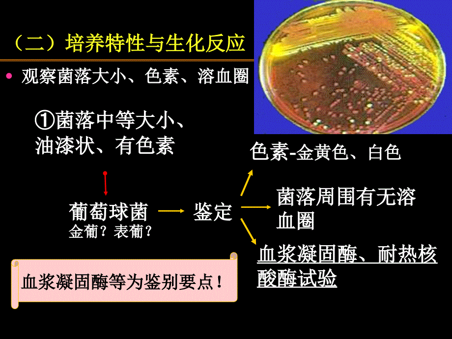 医疗球菌葡、链_第3页