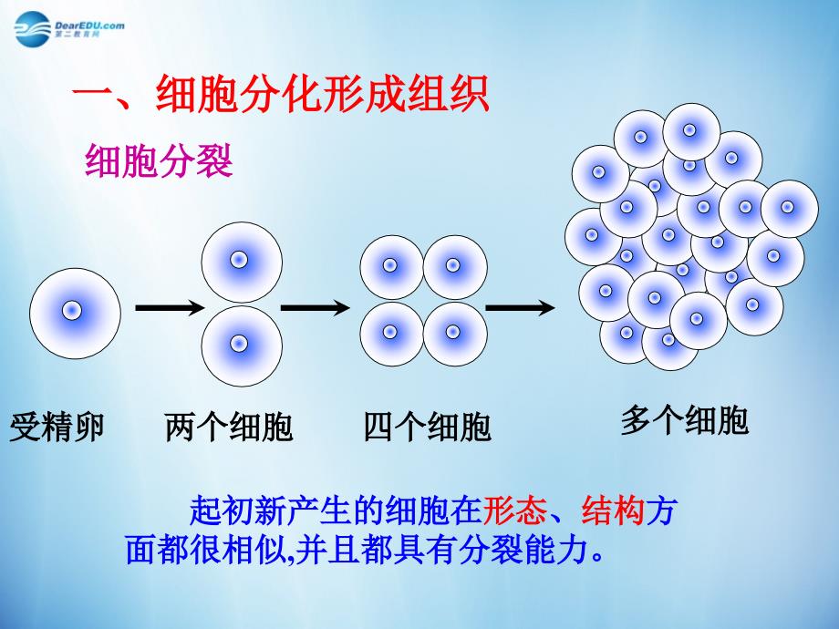 人教初中生物七上《第2单元 第2章 第2节 动物体的结构层次》PPT课件 (8)_第2页