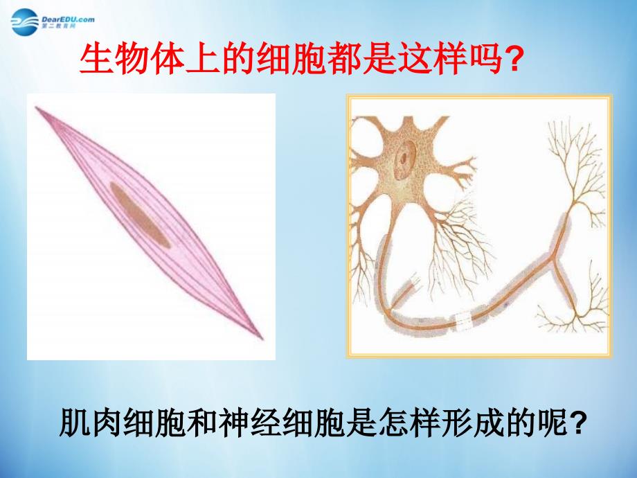 人教初中生物七上《第2单元 第2章 第2节 动物体的结构层次》PPT课件 (8)_第3页