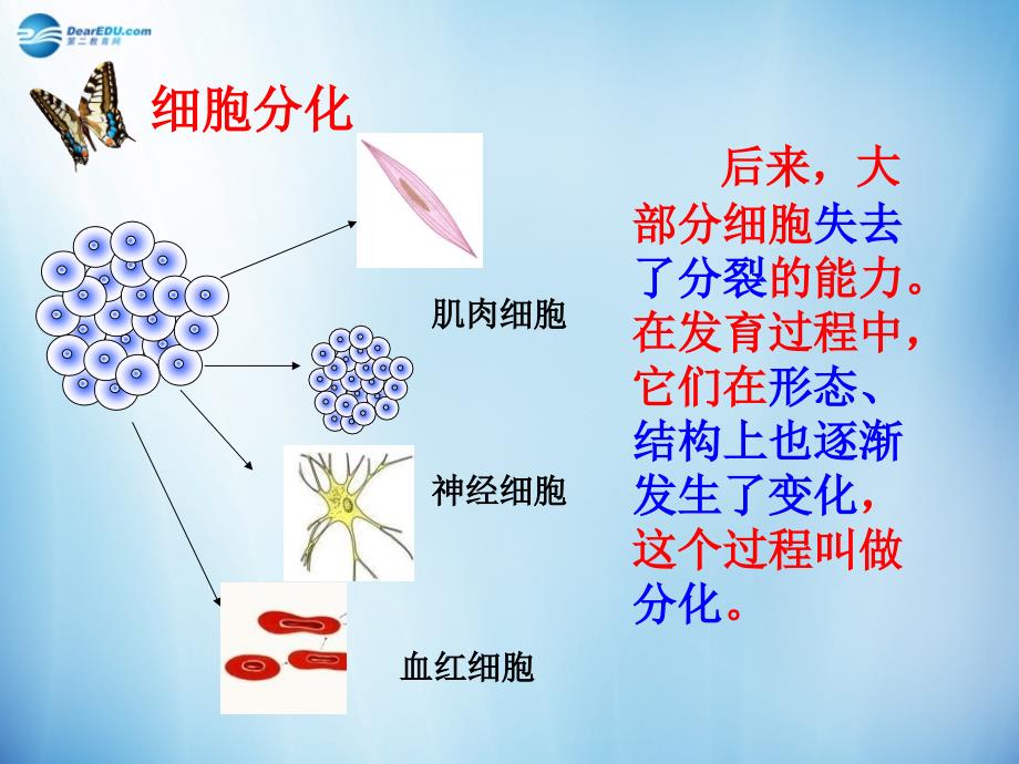 人教初中生物七上《第2单元 第2章 第2节 动物体的结构层次》PPT课件 (8)_第4页