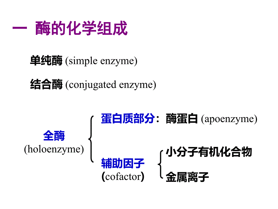 第二节酶的结构和功能_第2页