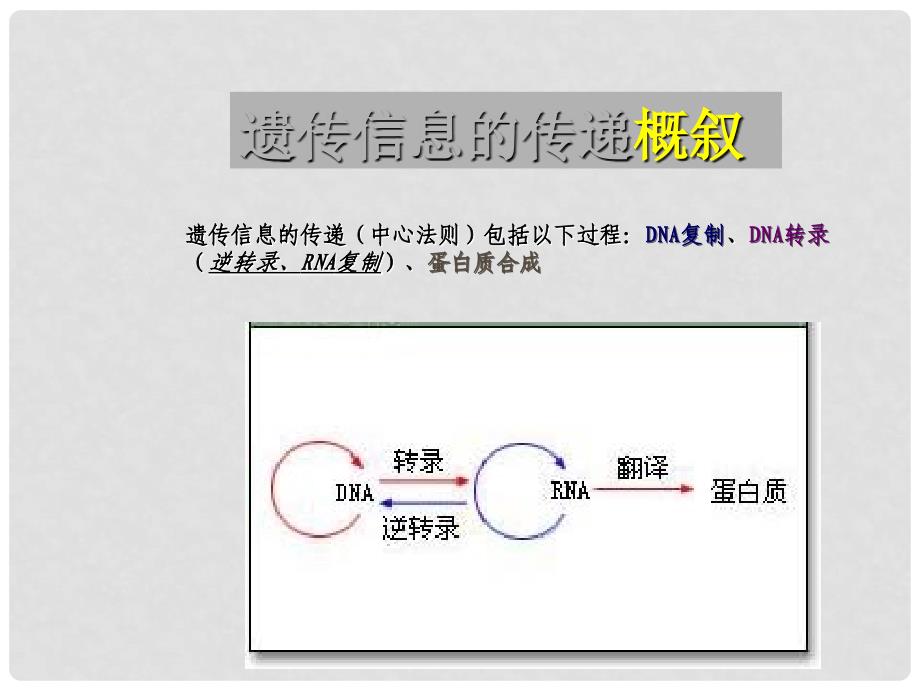 高中生物《遗传信息的传递》课件5 浙科版必修2_第3页