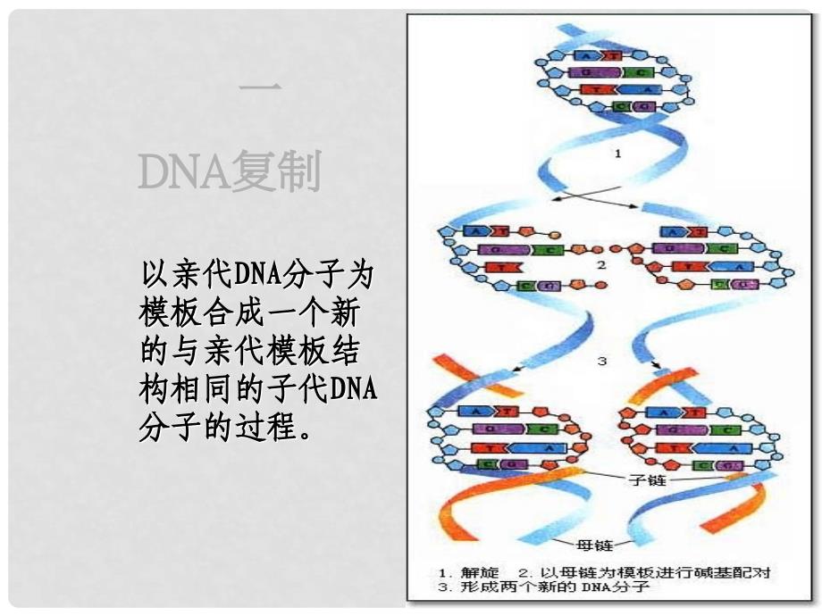 高中生物《遗传信息的传递》课件5 浙科版必修2_第4页