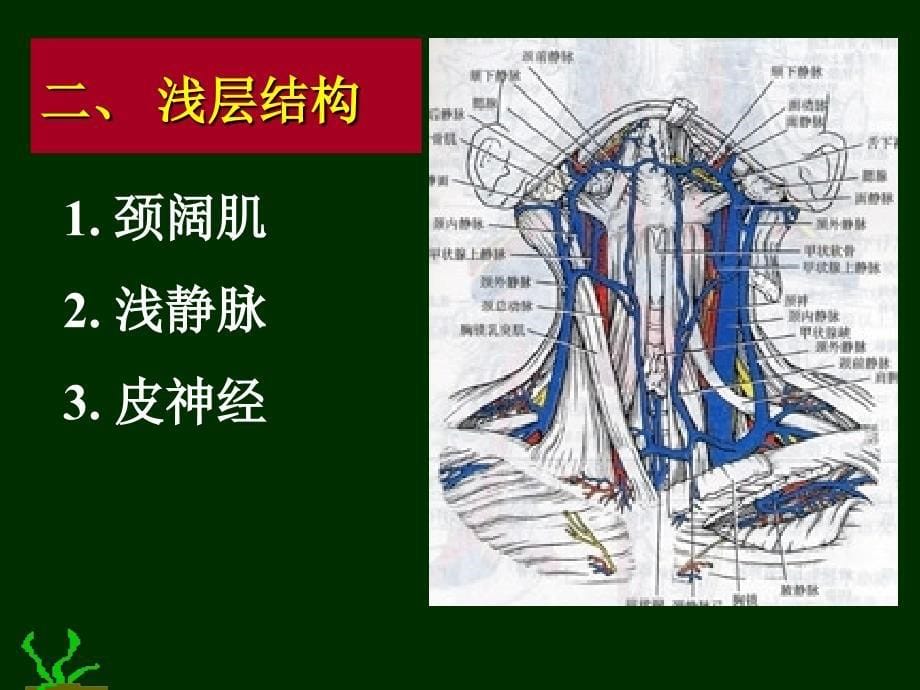 《颈部脊柱区》PPT课件_第5页