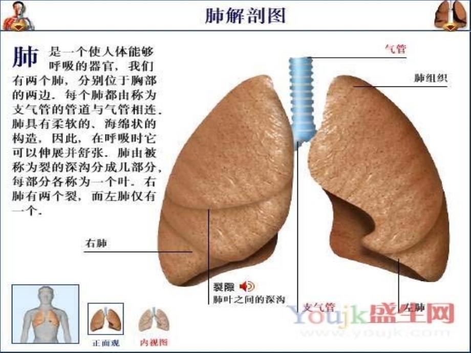 创伤性湿肺的发病机制和治疗PPT课件02_第4页