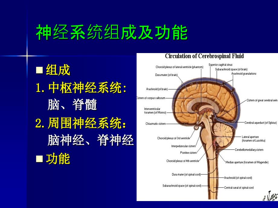 《神经病学总论》PPT课件_第2页