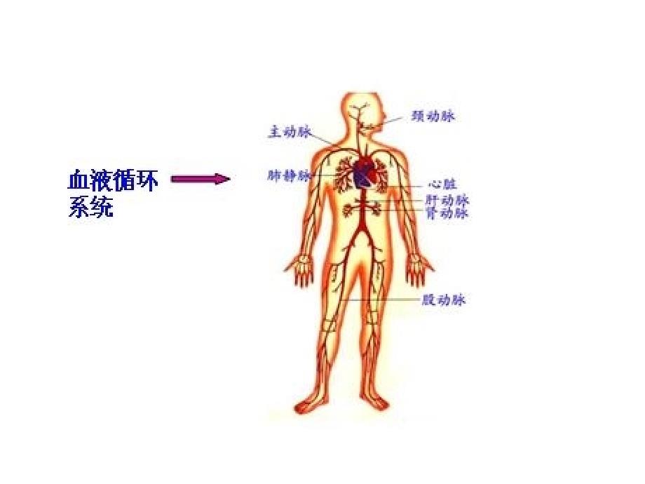 ian07循环与运输简析_第3页