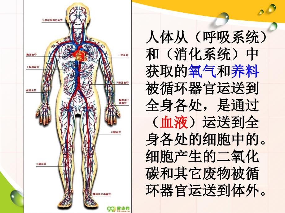 ian07循环与运输简析_第4页