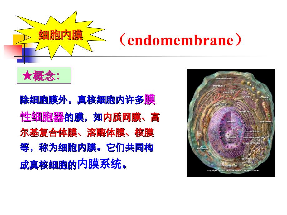 生物膜的组成与结构.ppt_第4页