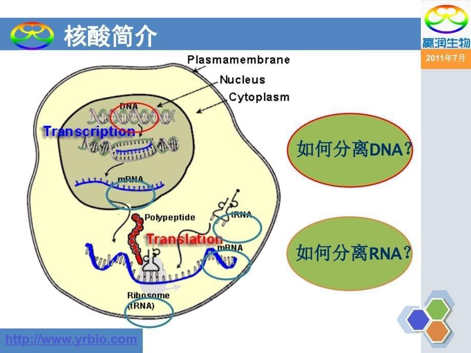 核酸提取原理及方法.ppt_第5页