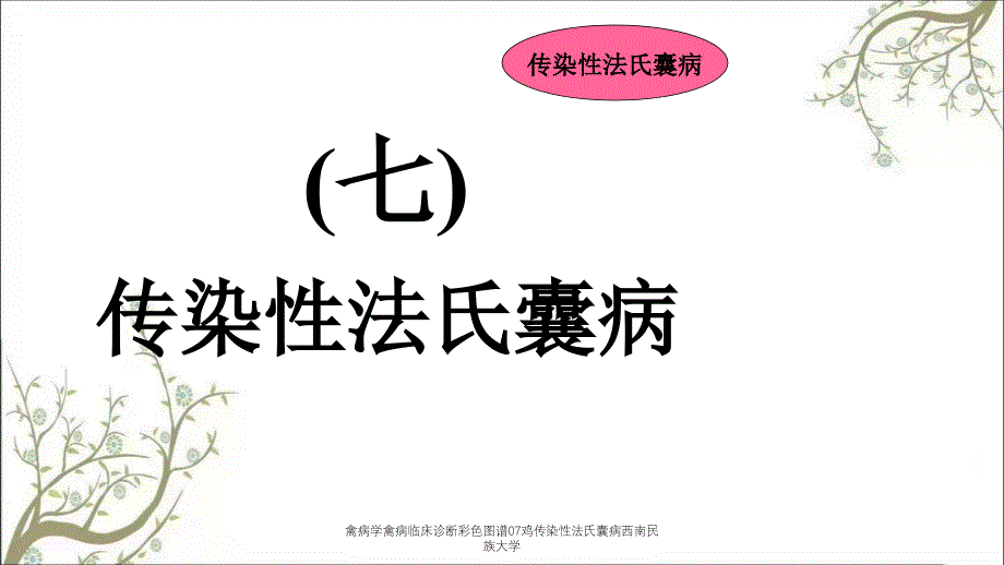 禽病学禽病临床诊断彩色图谱07鸡传染性法氏囊病西南民族大学_第1页