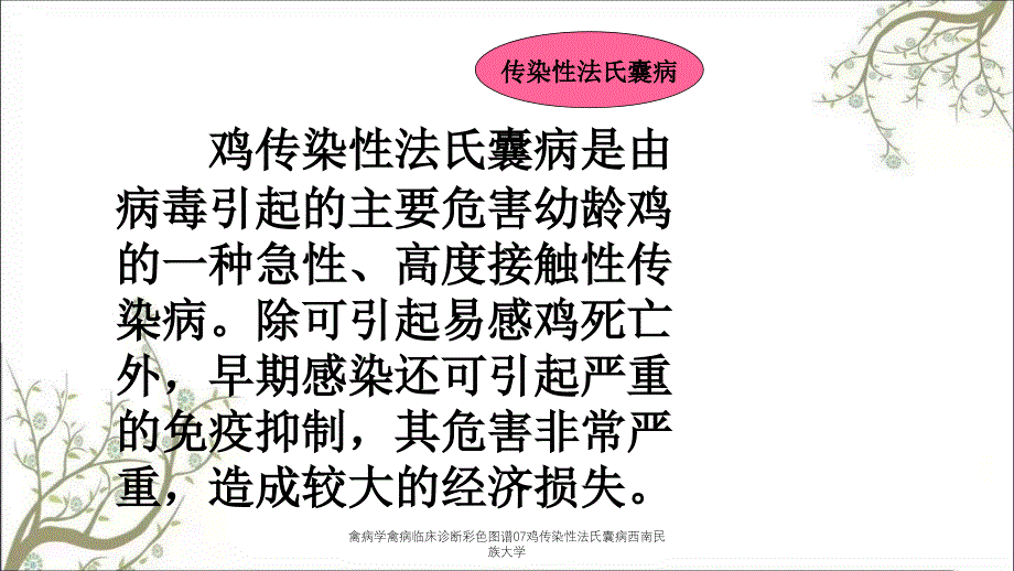 禽病学禽病临床诊断彩色图谱07鸡传染性法氏囊病西南民族大学_第2页