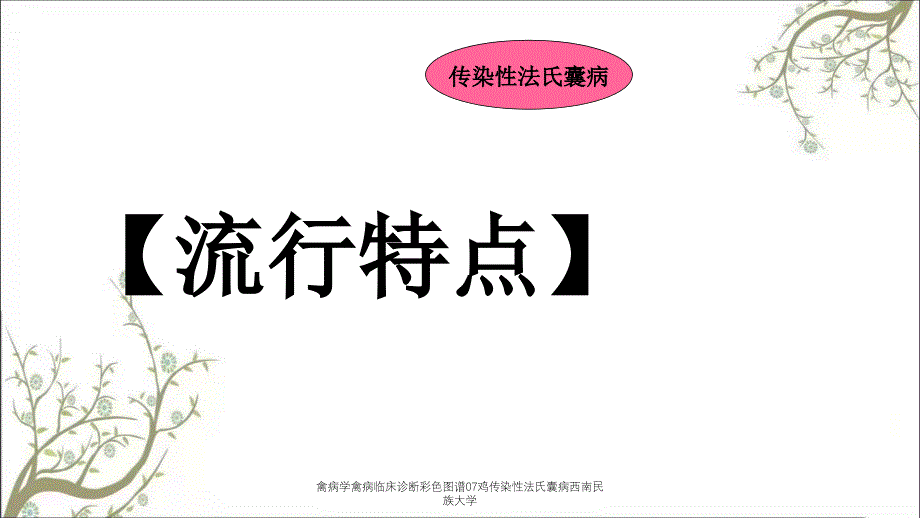 禽病学禽病临床诊断彩色图谱07鸡传染性法氏囊病西南民族大学_第3页