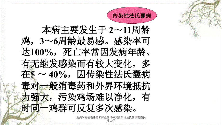 禽病学禽病临床诊断彩色图谱07鸡传染性法氏囊病西南民族大学_第4页