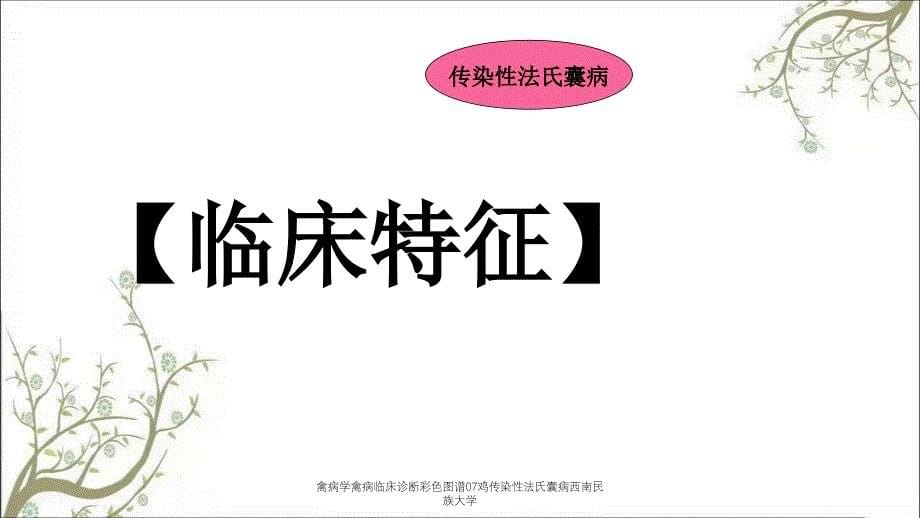 禽病学禽病临床诊断彩色图谱07鸡传染性法氏囊病西南民族大学_第5页