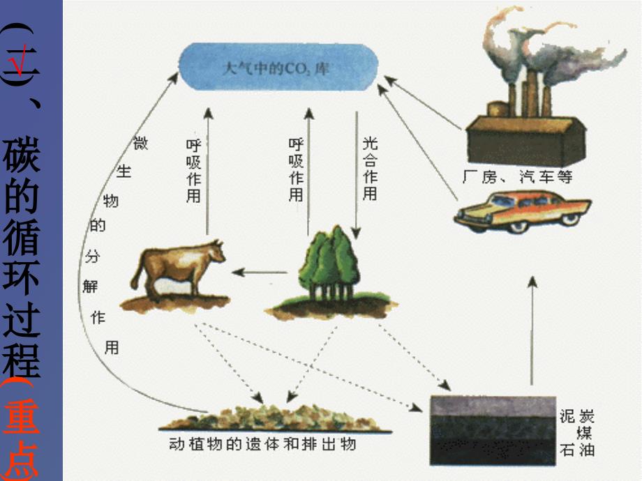 高三生物复习生态系统的物质循环_第4页