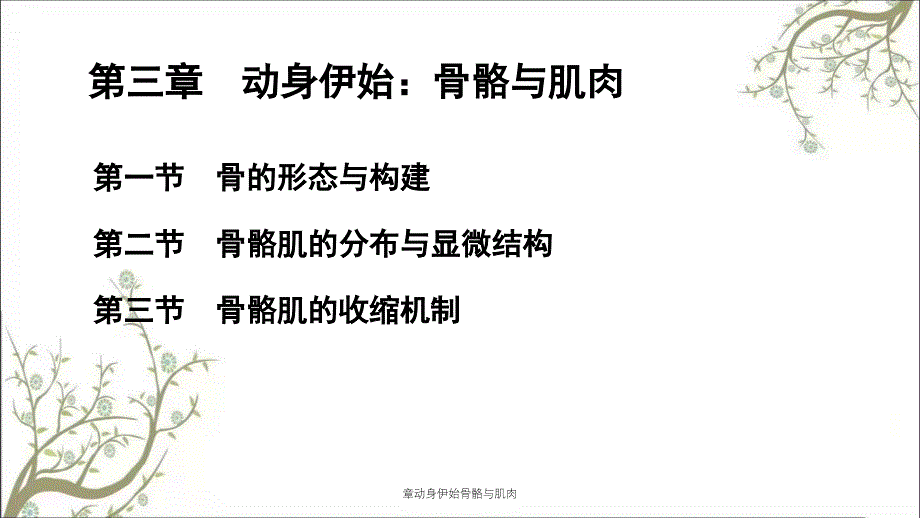 章动身伊始骨骼与肌肉_第1页