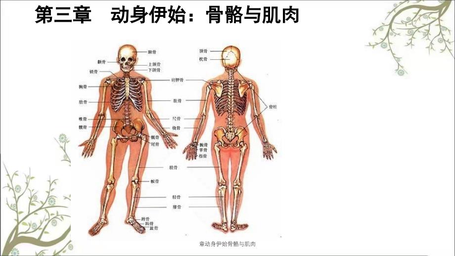 章动身伊始骨骼与肌肉_第2页