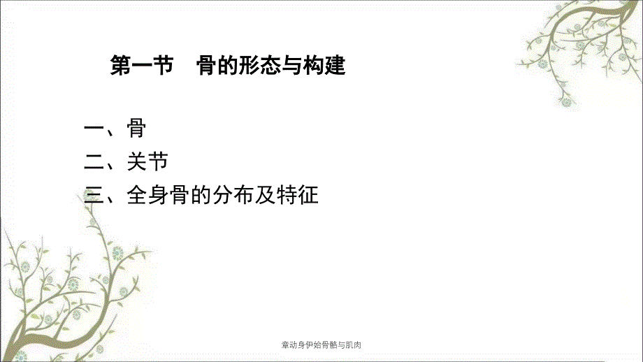 章动身伊始骨骼与肌肉_第3页