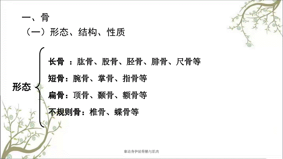 章动身伊始骨骼与肌肉_第4页