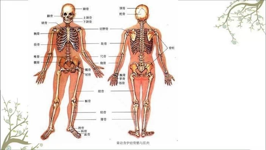 章动身伊始骨骼与肌肉_第5页