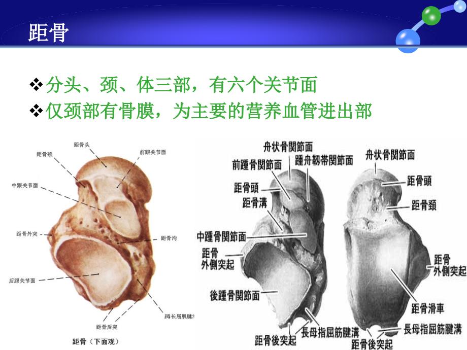 踝关节损伤LaugeHansen分型ppt课件_第3页